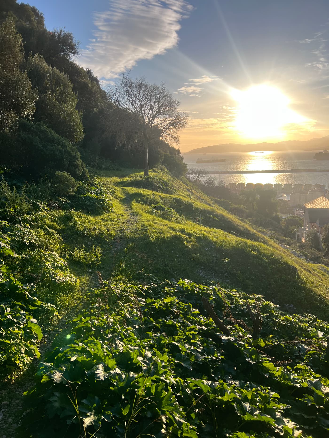 Late sun over the Bay of Gibraltar: a bare tree standing on the open slope, the water and the far shore beyond it, a green path running down through the scrub.