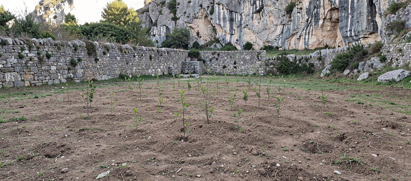Bare prepared ground with a handful of very small saplings just planted, a stone wall and rock face behind
