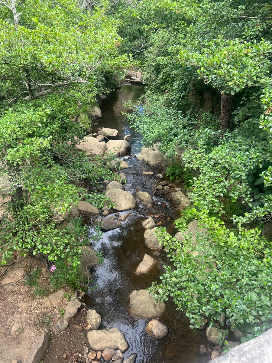 A stream running through recovering woodland in Portugal, low scrub on both banks.