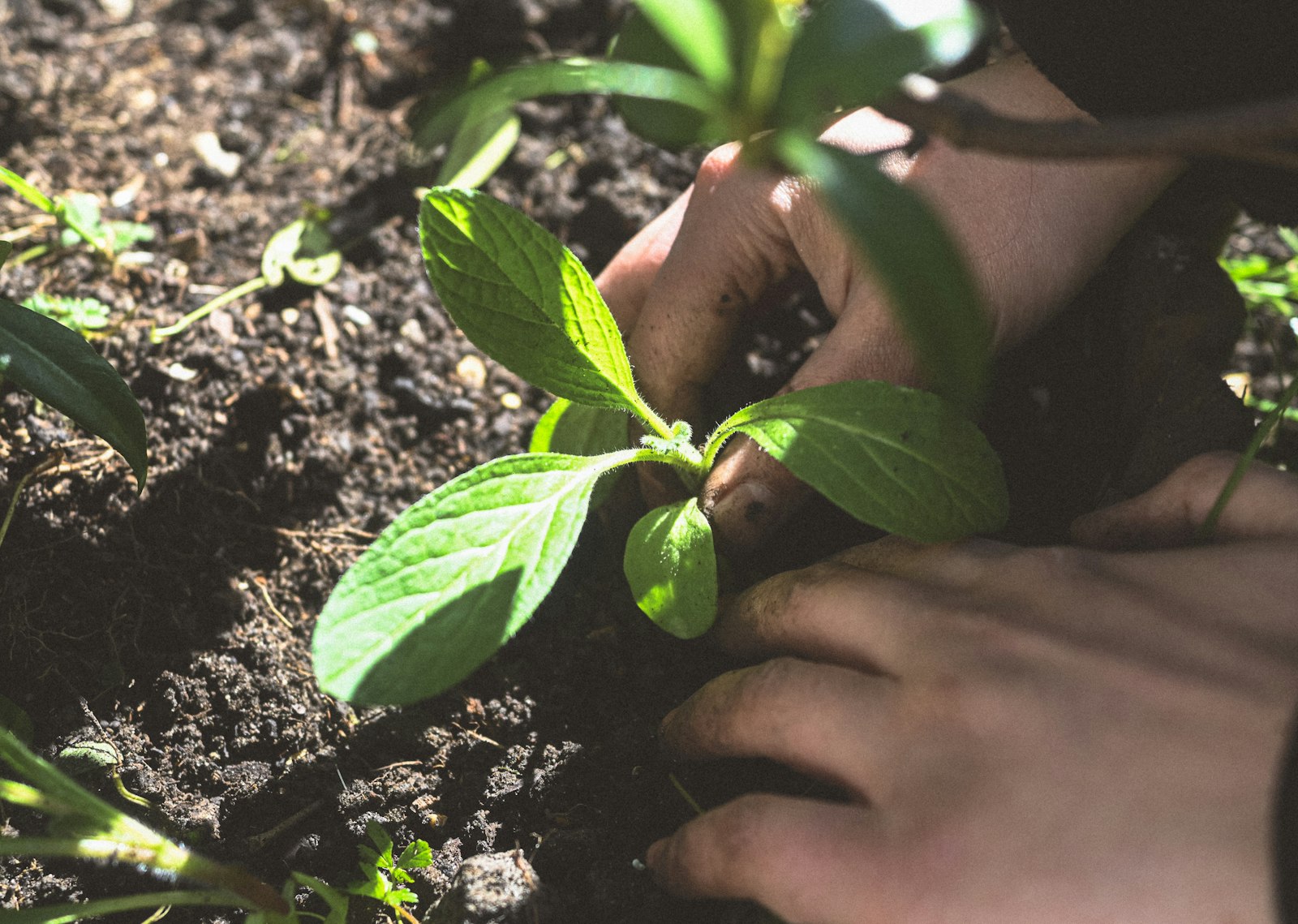 Hands settling a young seedling into dark soil