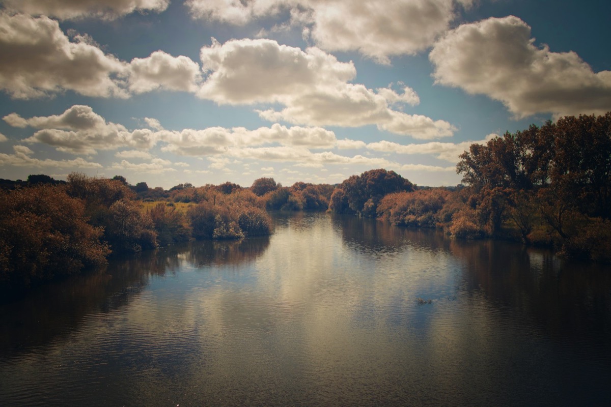 River gallery habitat recovering along the Guadiana valley