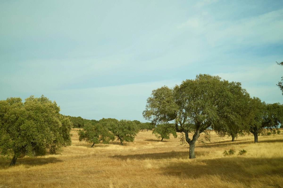 Golden cork-oak parkland rolling across southern Iberia