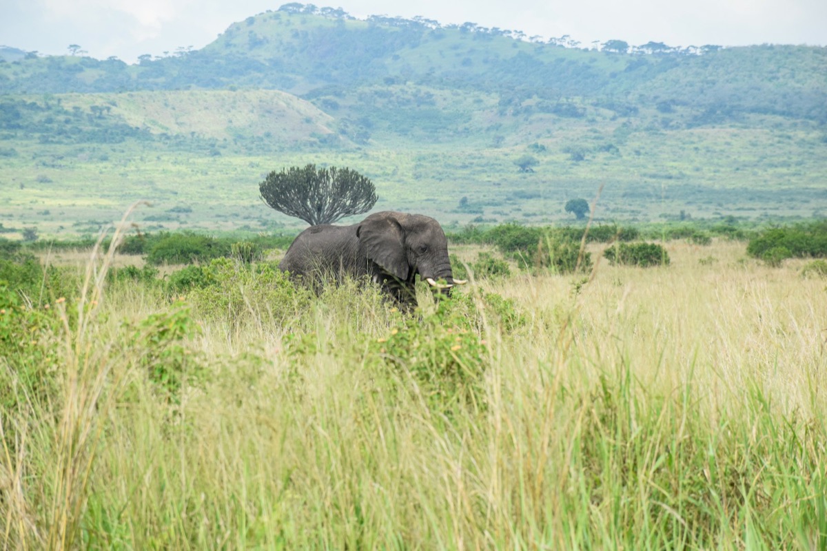 Ugandan savanna at golden hour