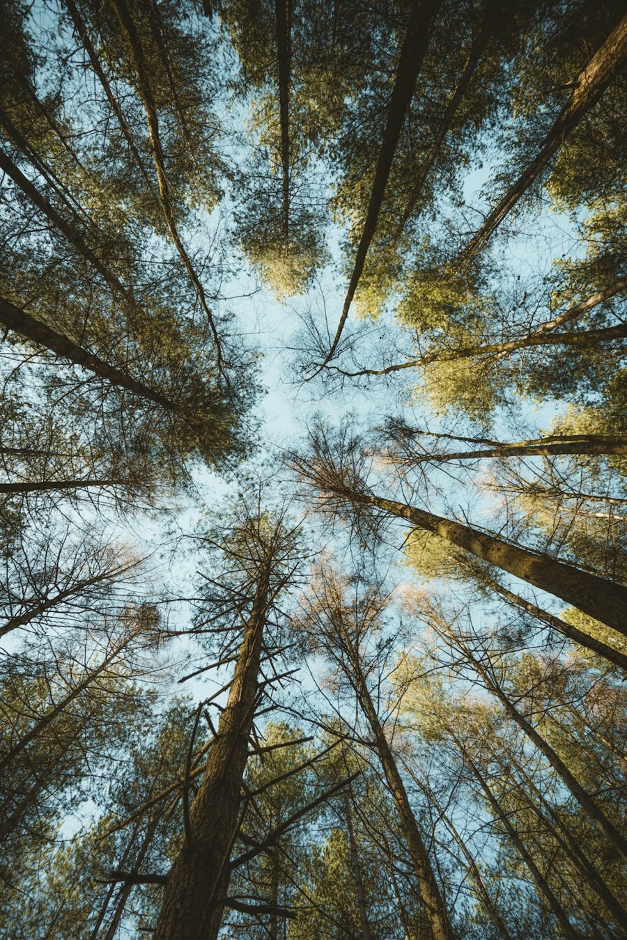 Sunlight filtering through a high forest canopy