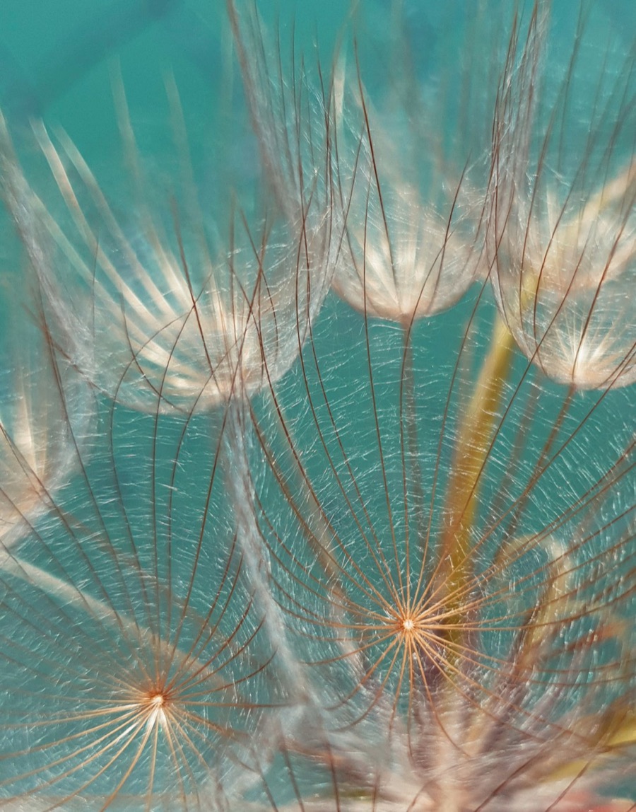 A bird carrying seed across open sky