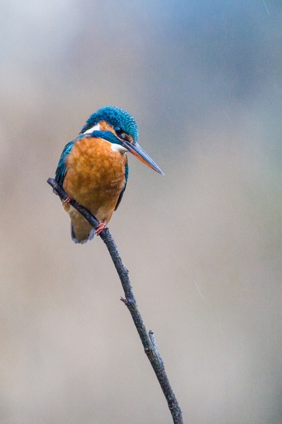 A songbird perched alert on a branch