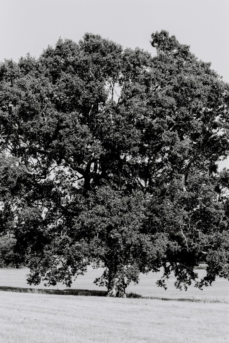 A great spreading tree holding the landscape around it