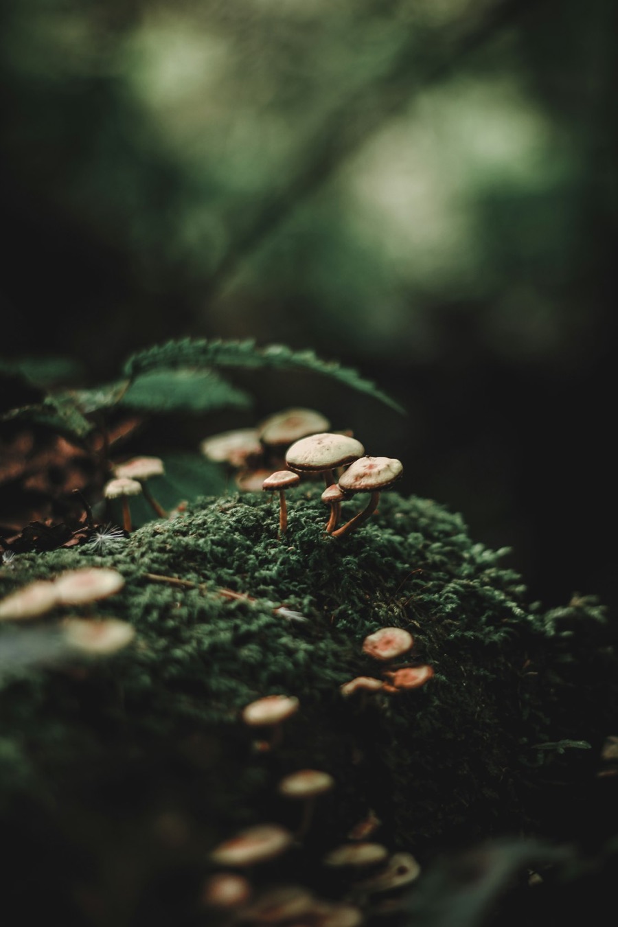 Fine fungal threads webbed across the forest floor