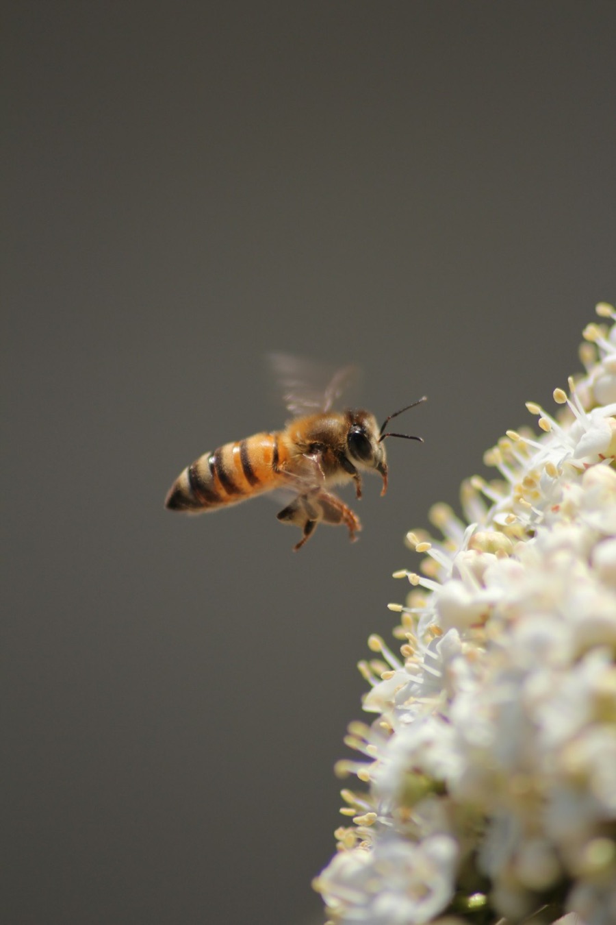 A bee at work deep inside a flower