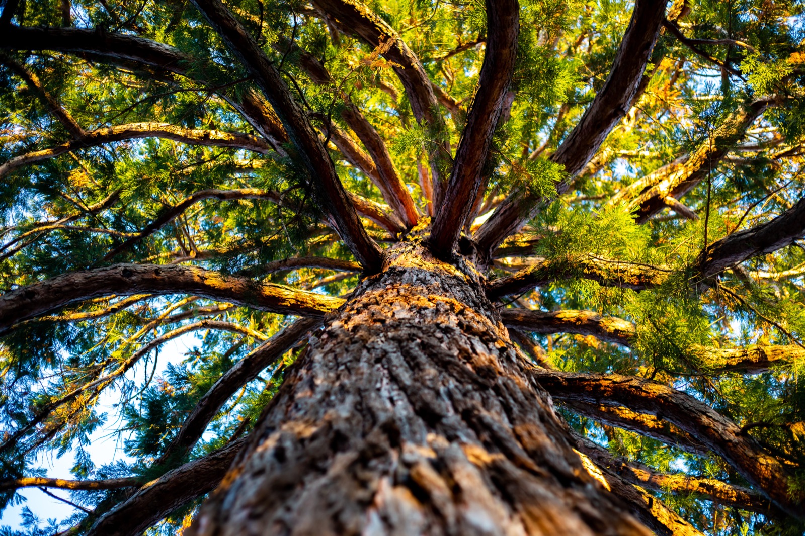 A vast old tree, its canopy filling the frame